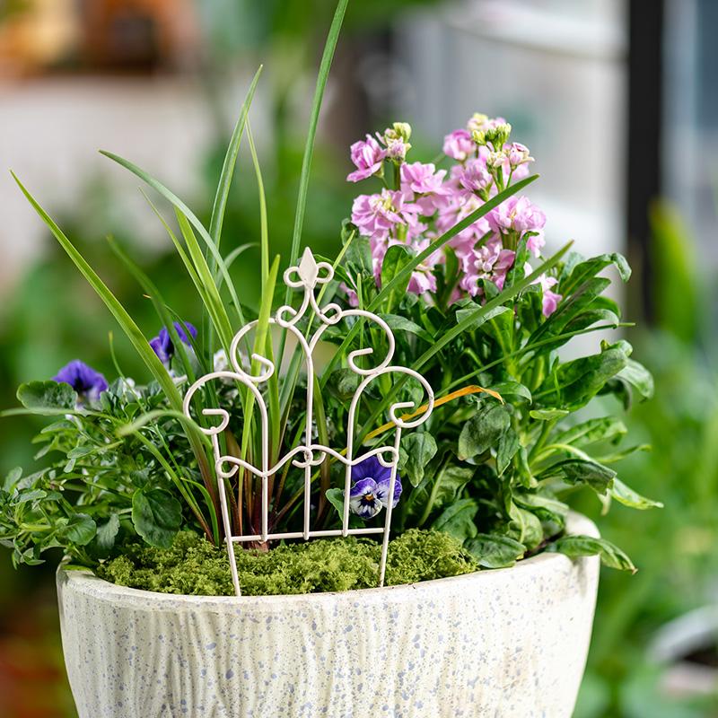 Verspielte Mini-Eisenblumentop – Succulent Arrangement Mini Bewertung und Preis