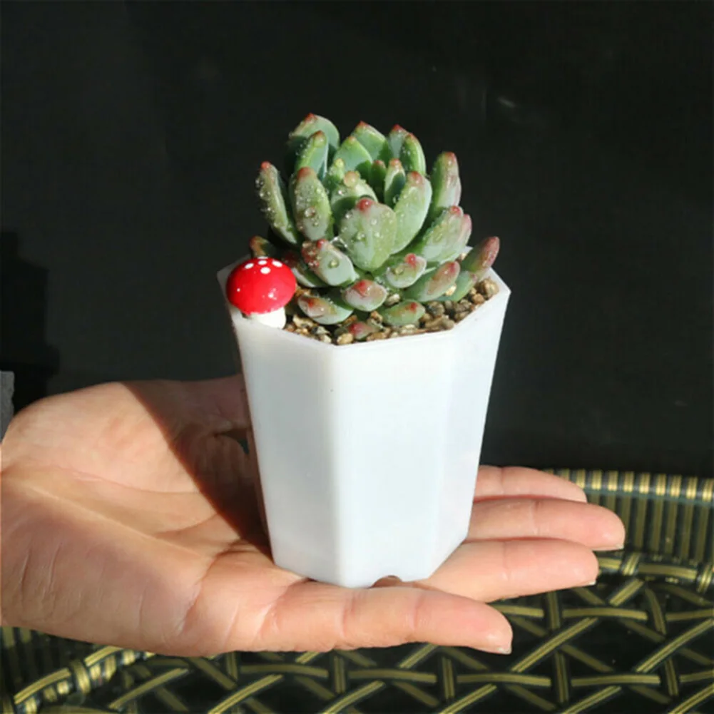 10 Stück Kunststoff-Mini-Blume – Succulent Arrangement Mini Bewertung und Preis
