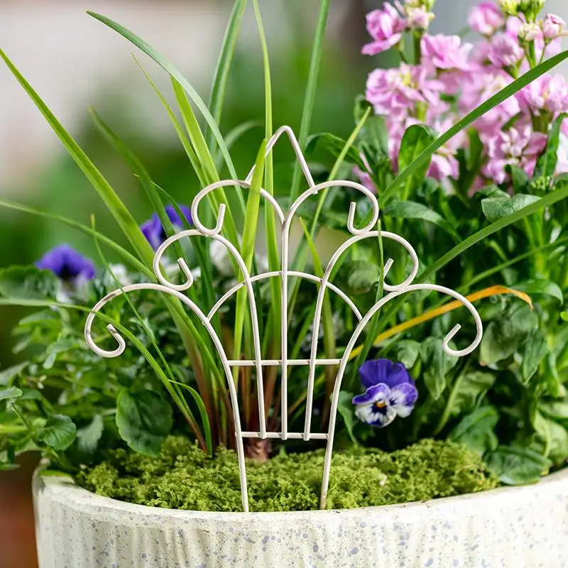 Verspielte Mini-Eisenblumentop – Succulent Arrangement Mini Bewertung und Preis
