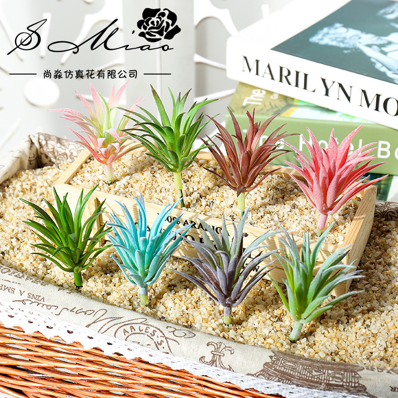 7,5x10cm Mini Ling Jiao Cao Kü – Succulent Arrangement Mini Bewertung und Preis