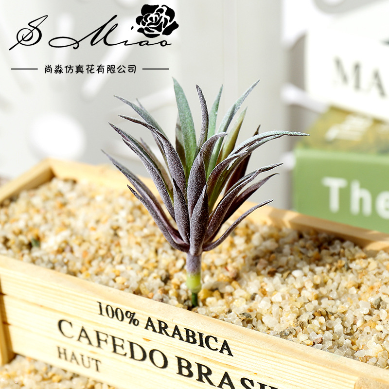 7,5x10cm Mini Ling Jiao Cao Kü – Succulent Arrangement Mini Bewertung und Preis
