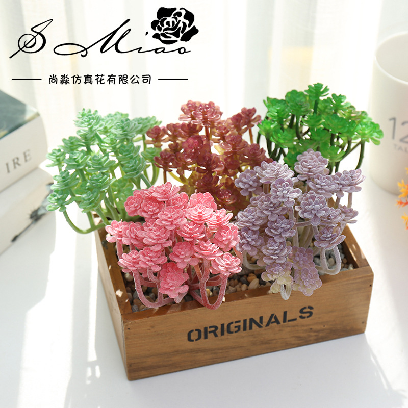 Wusmart große Xian Ren Ke küns – Succulent Arrangement Mini Bewertung und Preis