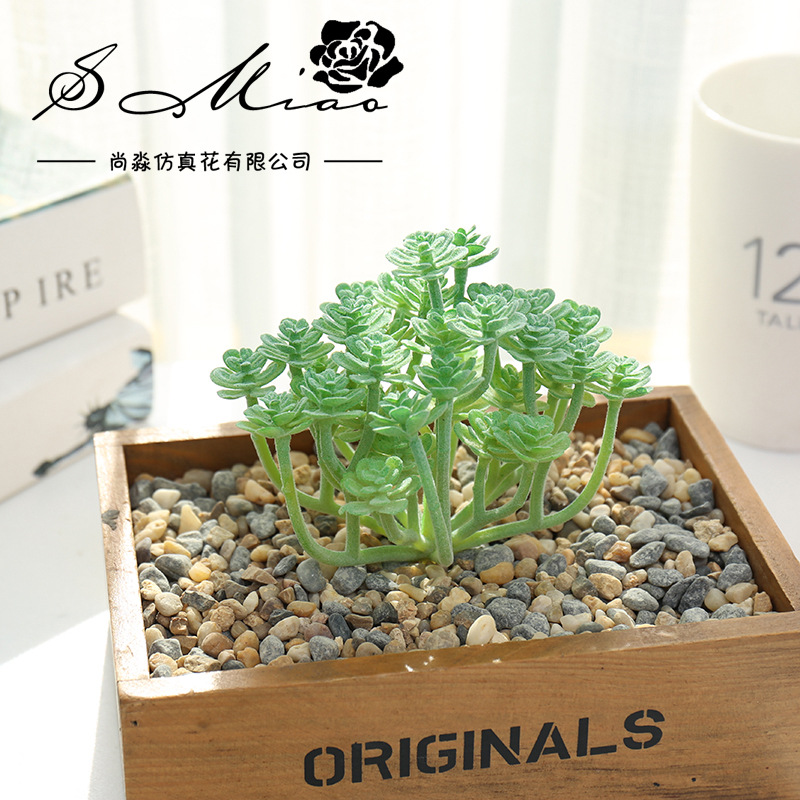 Wusmart große Xian Ren Ke küns – Succulent Arrangement Mini Bewertung und Preis
