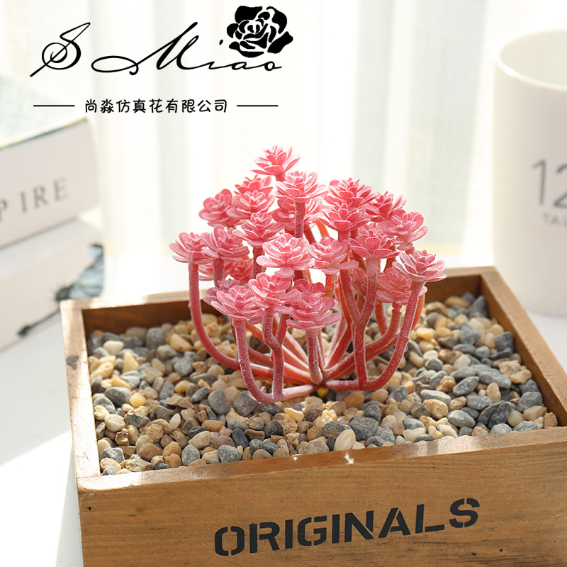Wusmart große Xian Ren Ke küns – Succulent Arrangement Mini Bewertung und Preis