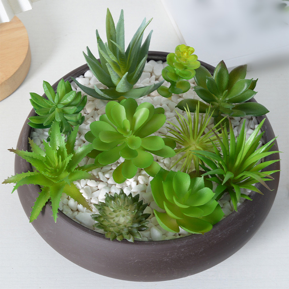 Bezauberndes Mini-Bonsai-Sukku – Succulent Arrangement Mini Bewertung und Preis