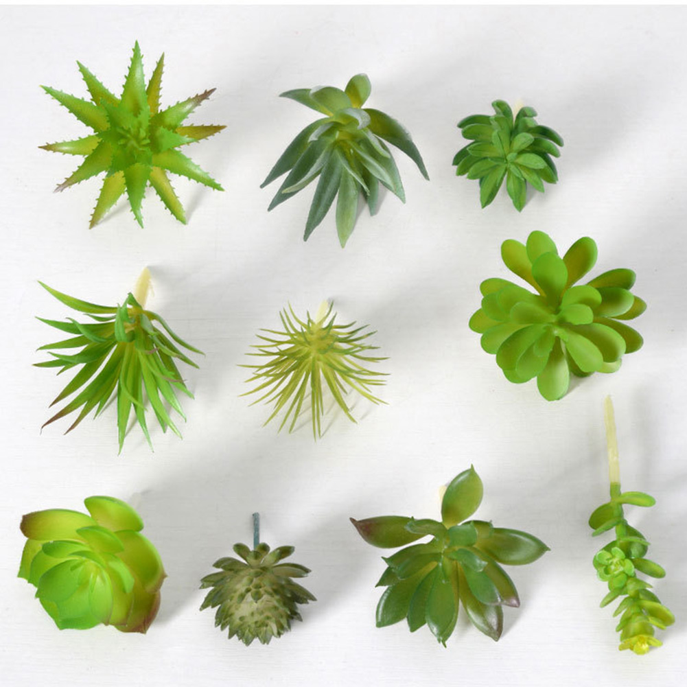 Bezauberndes Mini-Bonsai-Sukku – Succulent Arrangement Mini Bewertung und Preis
