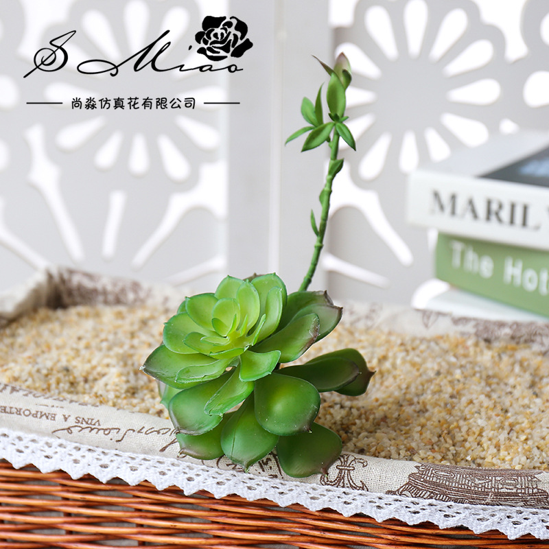 Wusmart Zhong Shi Lian große k – Succulent Arrangement Mini Bewertung und Preis